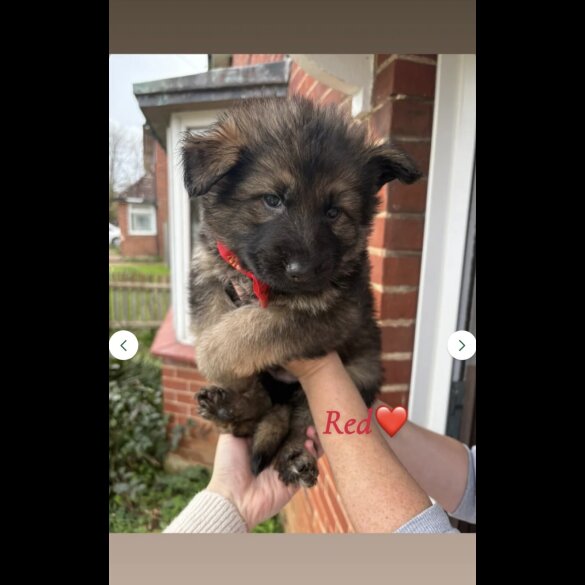 German Shepherd (Alsatian)