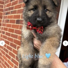 German Shepherd (Alsatian)