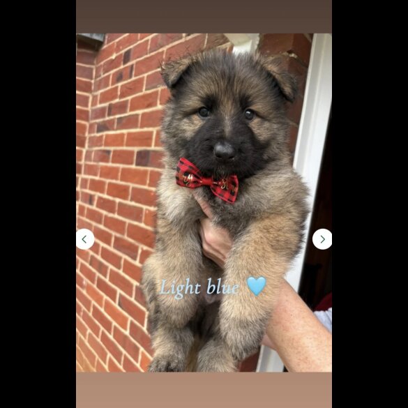 German Shepherd (Alsatian)