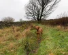 Hungarian Vizsla