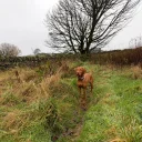 Hungarian Vizsla