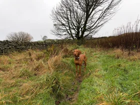 Hungarian Vizsla