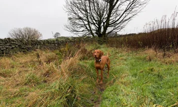 Hungarian Vizsla
