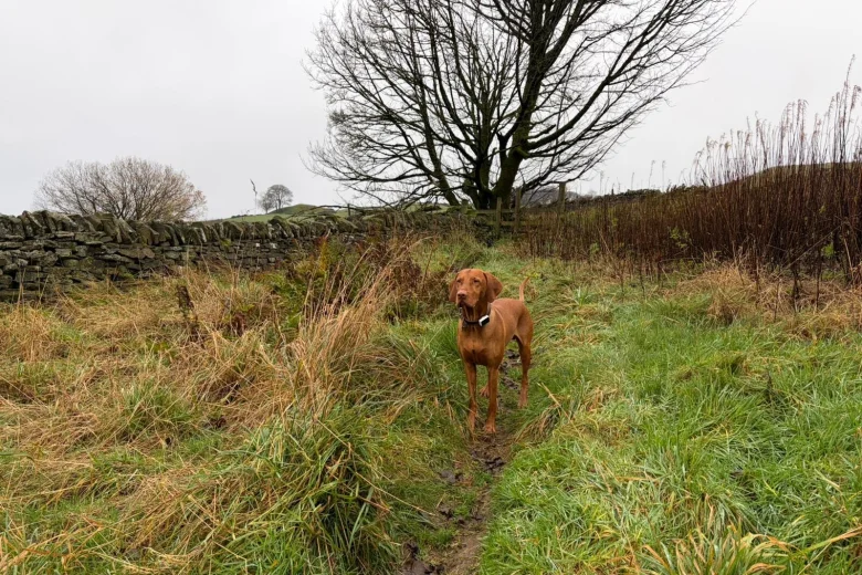Hungarian Vizsla