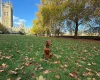 Hungarian Vizsla