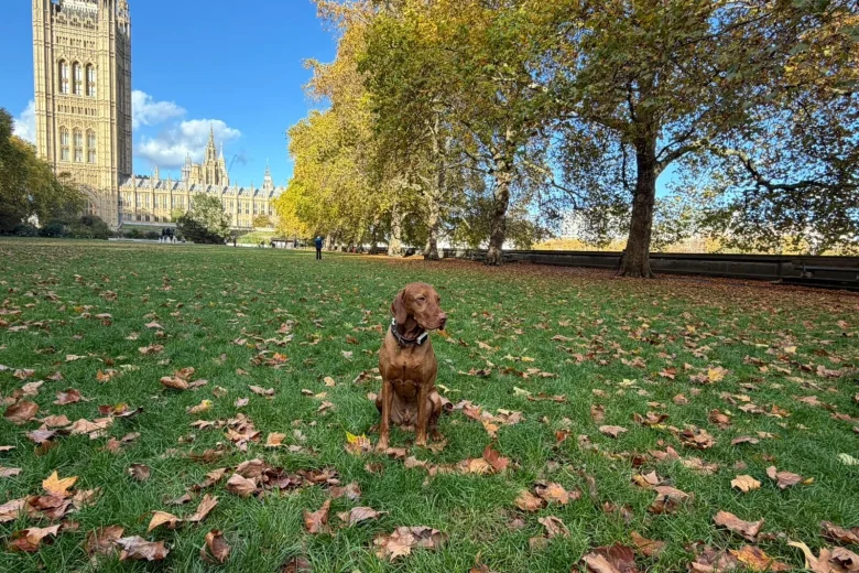 Hungarian Vizsla