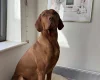 Hungarian Vizsla