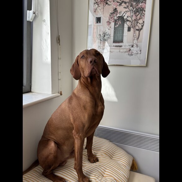 Hungarian Vizsla