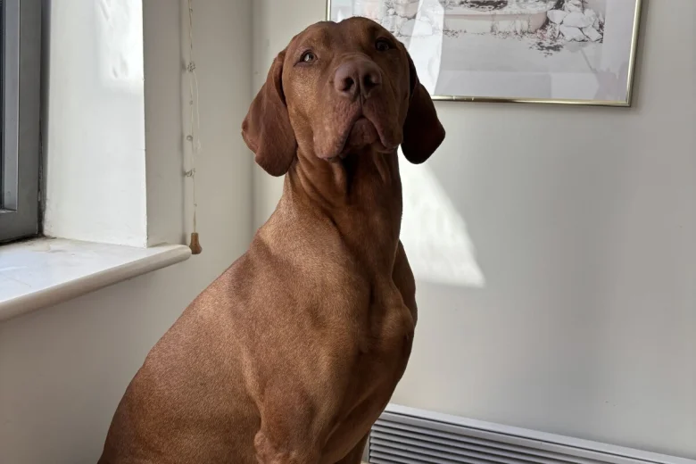 Hungarian Vizsla