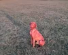 Hungarian Vizsla