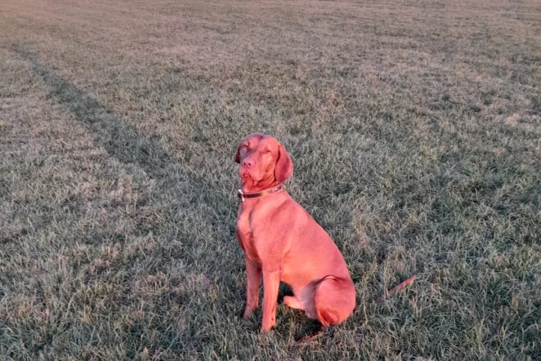 Hungarian Vizsla