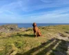 Hungarian Vizsla