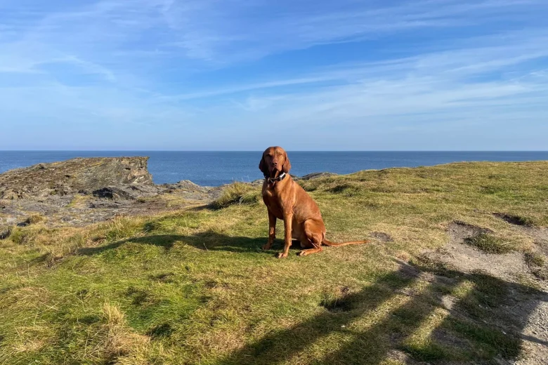 Hungarian Vizsla