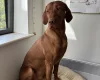 Hungarian Vizsla