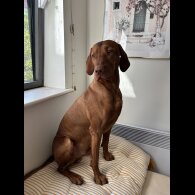 Hungarian Vizsla