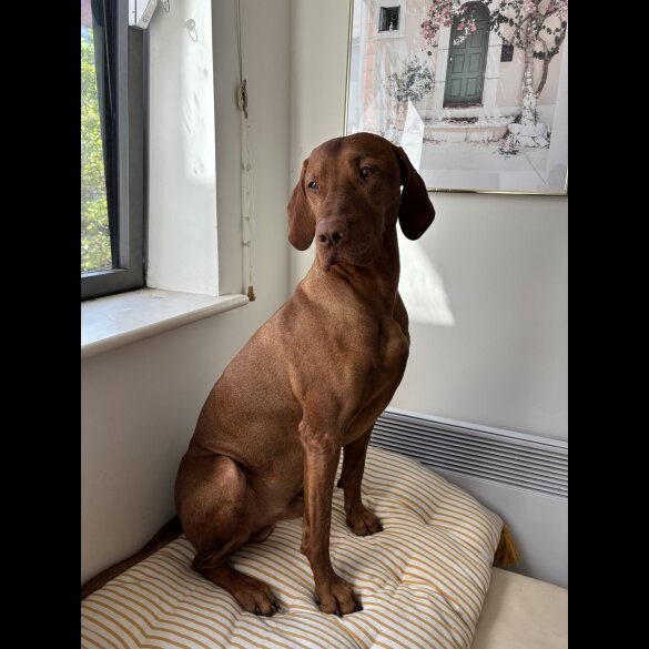 Hungarian Vizsla