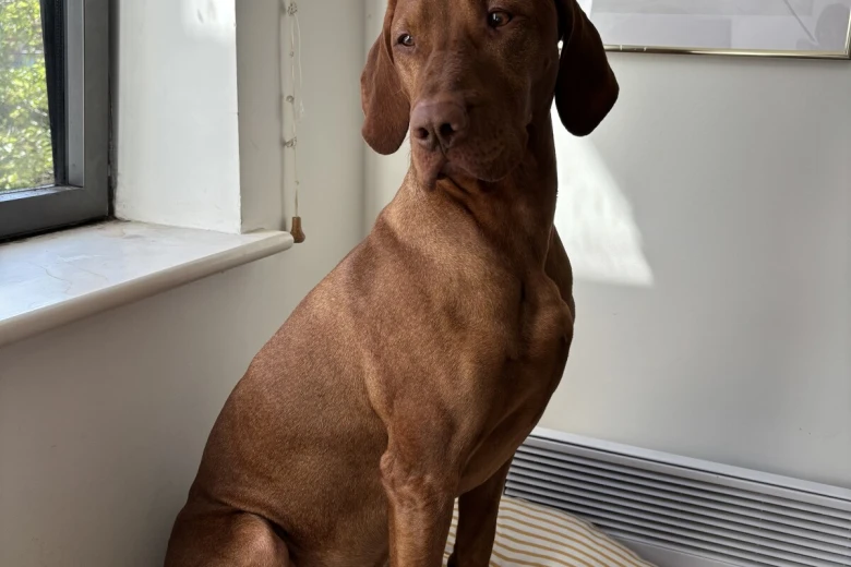Hungarian Vizsla