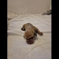 Dachshund (Miniature Smooth Haired)