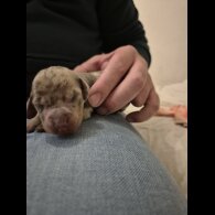 Dachshund (Miniature Smooth Haired)