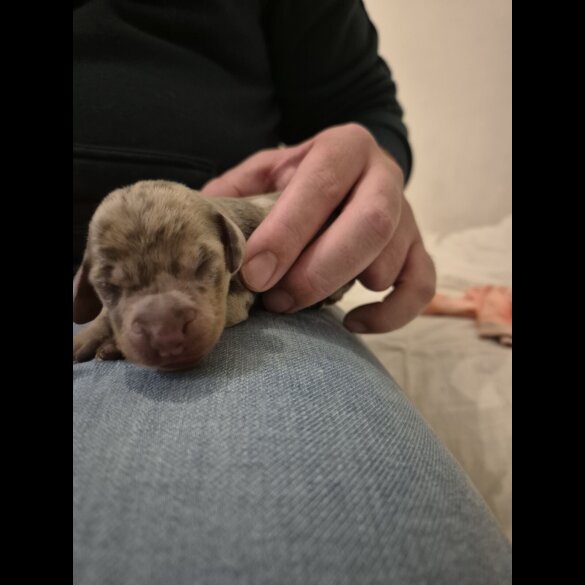 Dachshund (Miniature Smooth Haired)