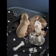 Dachshund (Miniature Smooth Haired)