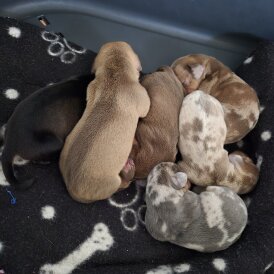 Dachshund (Miniature Smooth Haired)