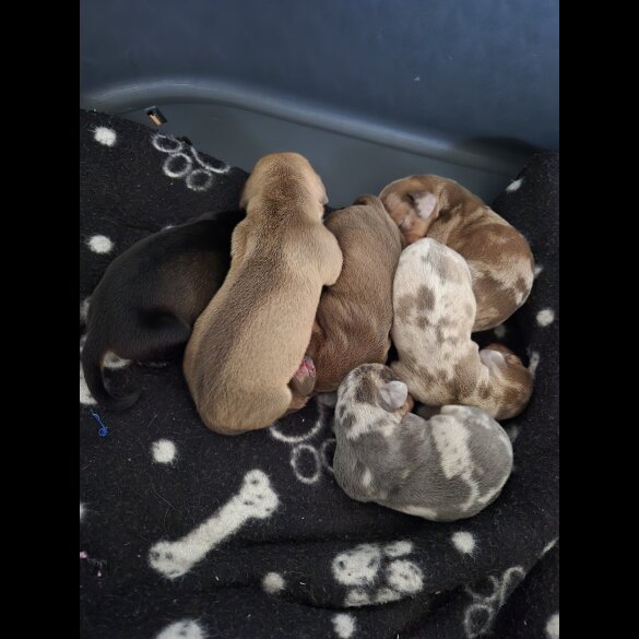 Dachshund (Miniature Smooth Haired)