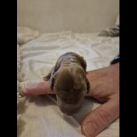 Dachshund (Miniature Smooth Haired)