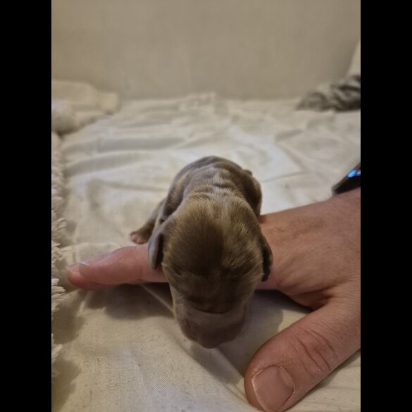 Dachshund (Miniature Smooth Haired)