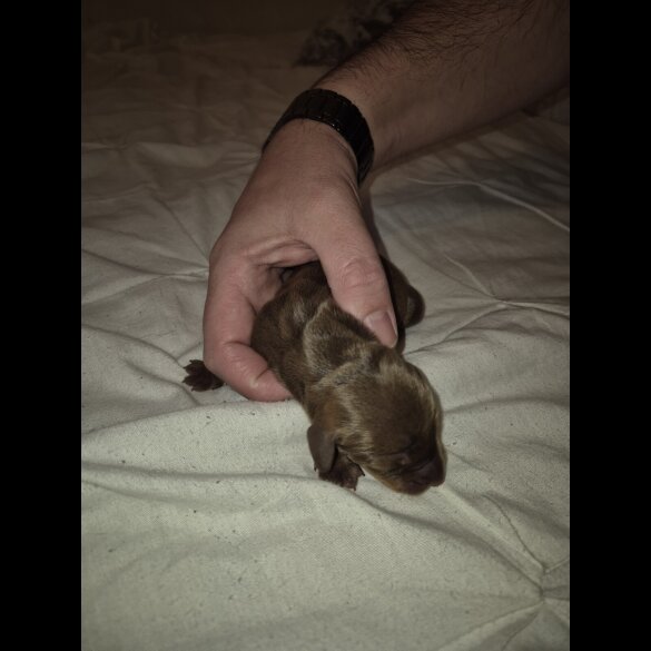 Dachshund (Miniature Smooth Haired)