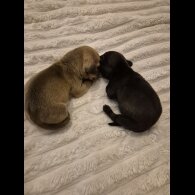 Dachshund (Miniature Smooth Haired)