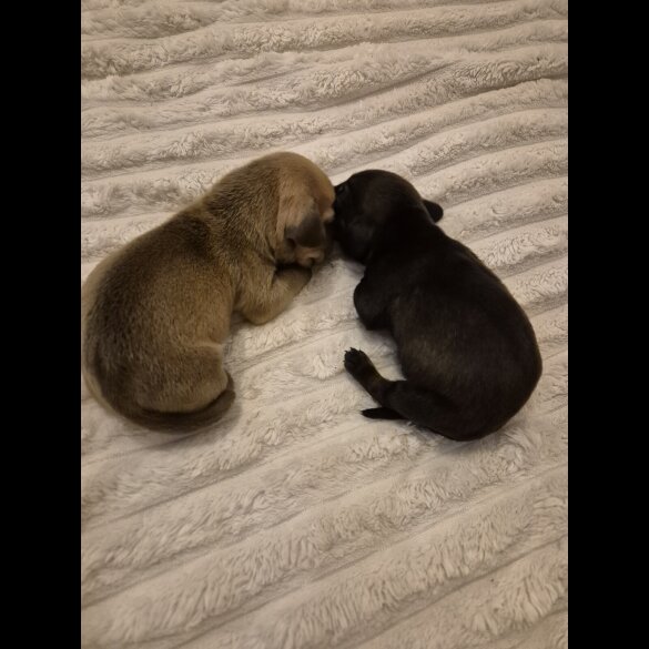 Dachshund (Miniature Smooth Haired)