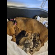 Dachshund (Miniature Smooth Haired)