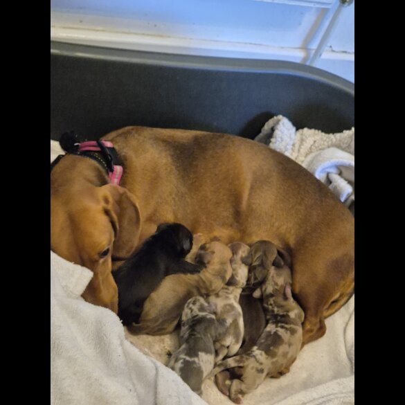 Dachshund (Miniature Smooth Haired)