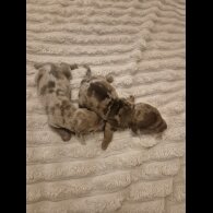 Dachshund (Miniature Smooth Haired)