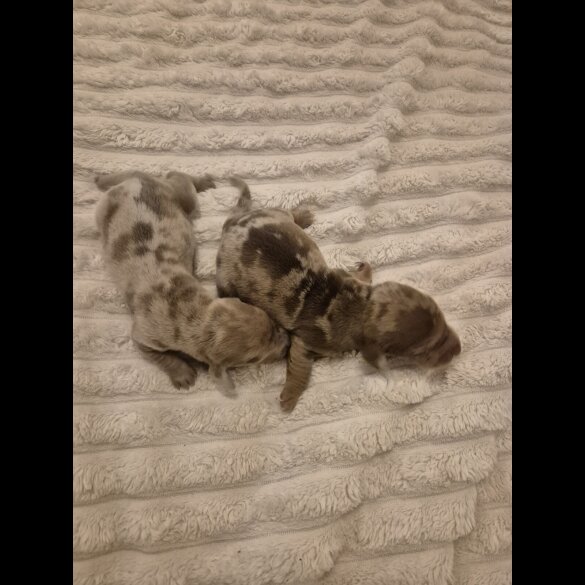 Dachshund (Miniature Smooth Haired)