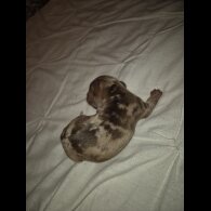 Dachshund (Miniature Smooth Haired)