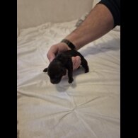 Dachshund (Miniature Smooth Haired)