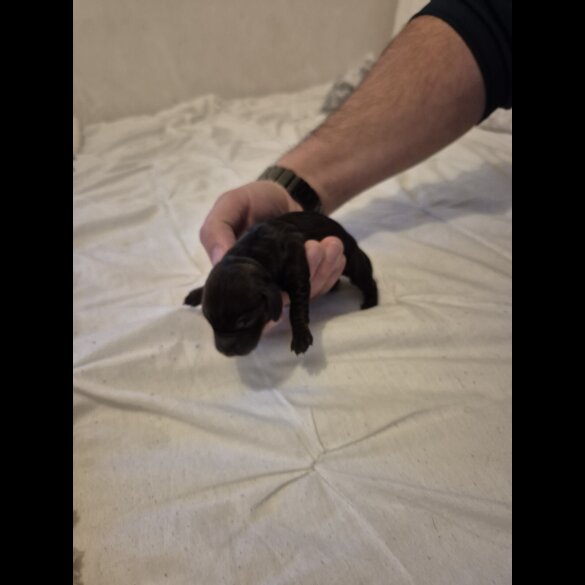 Dachshund (Miniature Smooth Haired)