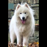 Samoyed