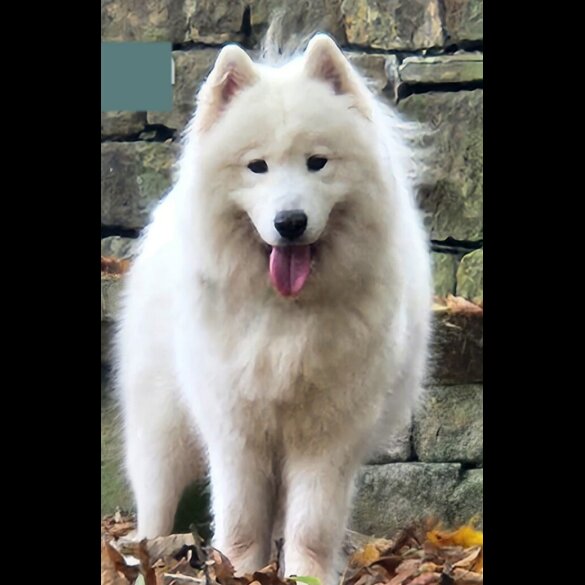 Samoyed