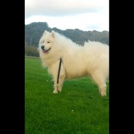 Samoyed
