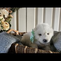 Samoyed