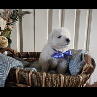 Samoyed