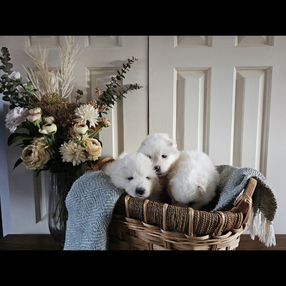 Samoyed