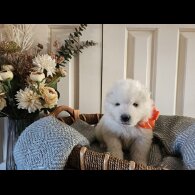 Samoyed
