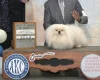 Pekingese