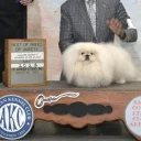 Pekingese