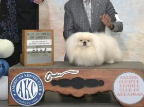 Pekingese