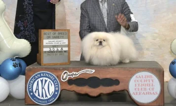 Pekingese